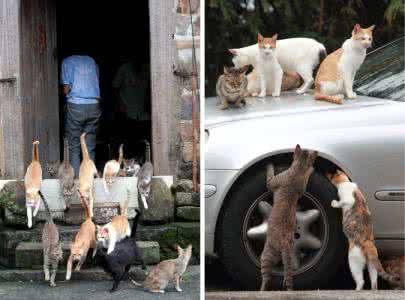 和猫咪一起睡觉 和猫咪一起去散步