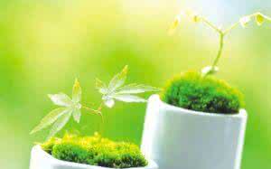 仙人掌吸收电脑辐射 电脑辐射的克星仙人掌也是保护眼睛的能手