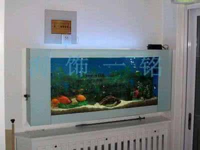 水族箱适合养金鱼吗 水族箱养金鱼