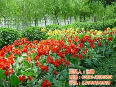 美人蕉的养殖方法 美人蕉的养殖方法 美人蕉的介绍及养殖方法 如何养殖出美丽的美人蕉