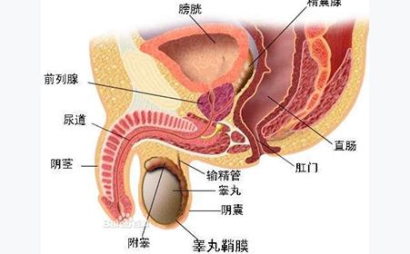 立斩前列腺顽疾藏方 前列腺 男人藏的最深秘密