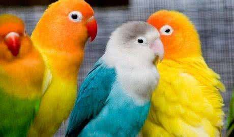 牡丹鹦鹉公母分辨图 牡丹鹦鹉(图)