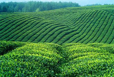 中国几大名茶及产地 名茶与产地