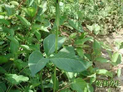 锁阳的功效和食用方法 半夏的功效与作用及食用方法