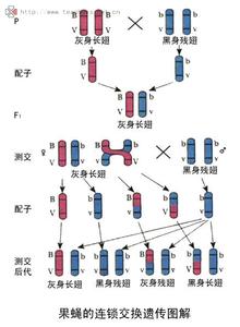 连锁和交换定律 连锁和交换