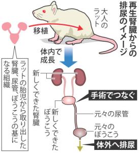 肾脏排尿过程 肾脏训练法，让排尿更畅通
