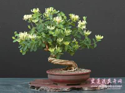 金银花盆景制作视频 金银花盆景 金银花盆景如何制作,金银花盆景图片