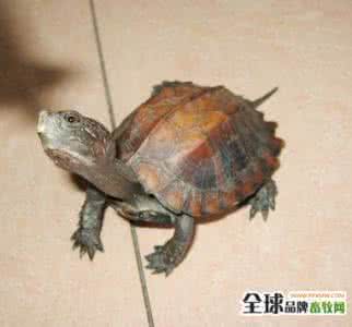 枫叶龟好养吗 枫叶龟饲养 【枫叶龟好养吗】枫叶龟要如何饲养