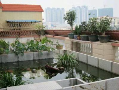 龟池的建造 好龟池应该这样建!