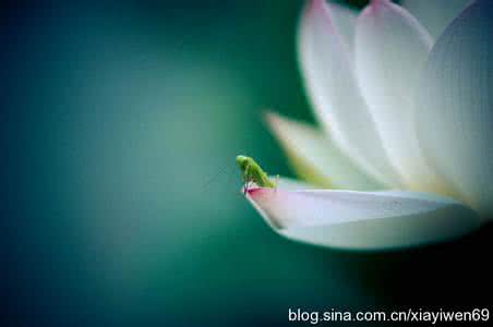 一句禅语一种人生 一语道破人生  每日禅话 966