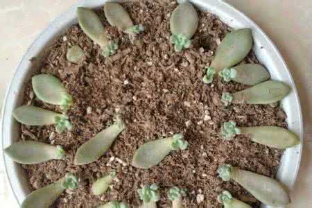 多肉植物叶片发芽条件 多肉植物叶片扦插发芽后的管理
