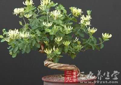 金银花病虫害防治 金银花盆景-病虫害防治