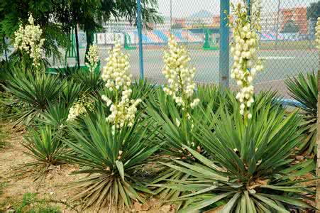 家庭花卉养殖知识大全 【花卉知识】 凤尾兰的养殖方法