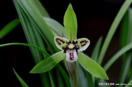 国兰名品赏鉴 转  读兰--赏兰---品兰：绽放的极品兰花
