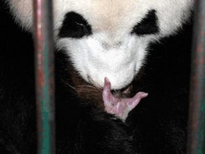 大熊猫莉莉 大熊猫“莉莉”诞下今年全球首对大熊猫双胞胎