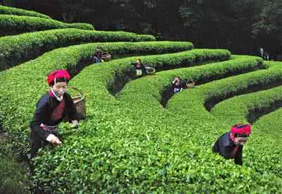 春茶与秋茶 春茶挑选攻略与选购技巧，看这里！