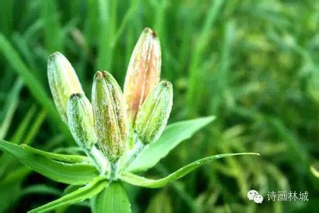 北风卷地白草折 【棒针】白草----喜爱的