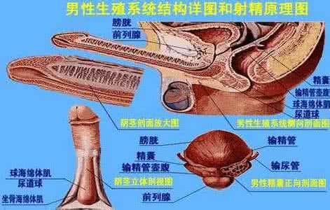 射精障碍的病因 射精障碍病因 射精障碍的病因