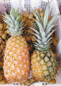 菠萝菠萝蜜是什么意思 菠萝，菠萝