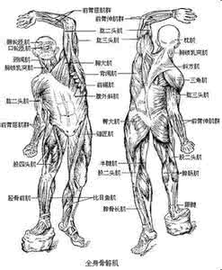 女人的人体骨骼结构图 人体的骨骼简述