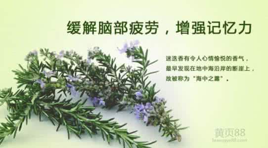 迷迭香叶提取物功效 迷迭香的功效与作用 用这物竟可以防治脱发
