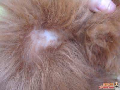 狗狗皮肤病掉毛怎么办 狗得了皮肤病怎么办 狗得了皮肤病掉毛怎么办