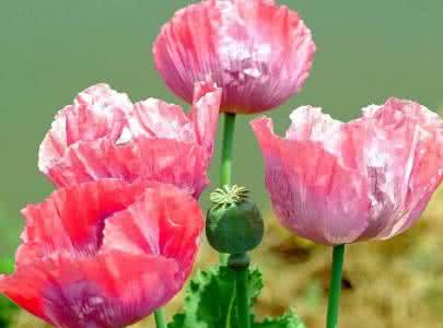 罂粟花的花语是什么 罂粟花的花语 罂粟花的花语是什么 让你更了解罂粟花