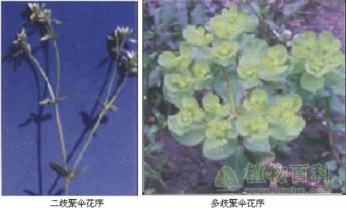 被子植物的分类依据 被子植物分类 被子植物分类的主要依据是（）A．根、茎、叶B．花、果实C．种子的结构D．叶的形态