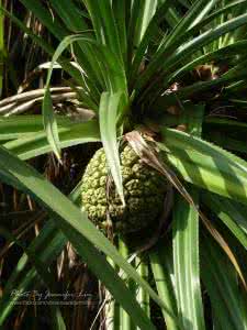 露兜树科 露兜(Pandanus tectorius)，露兜树科  