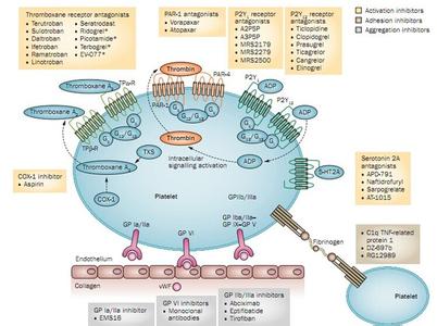冠状动脉造影与临床 临床综述：急性冠脉综合症抗血小板药物概述