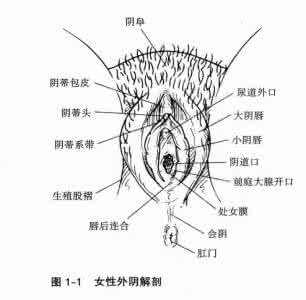 非特异性炎症 非特异性炎症 非特异性外阴炎症分析