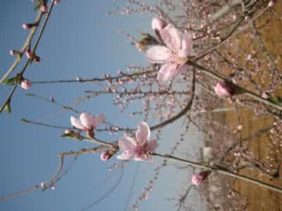 遥寄相思 相思 遥寄相思