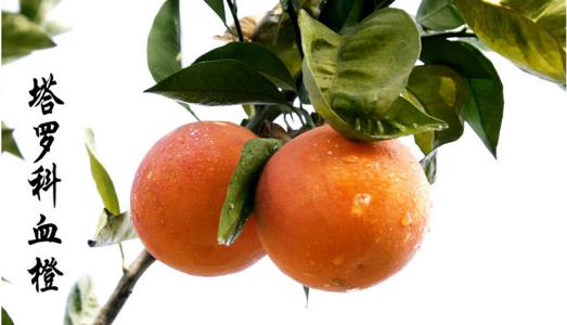 血橙和红肉脐橙的区别 血橙和红肉脐橙的区别 血橙和普通脐橙有什么区别