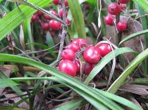 常见园林花卉 【520种常见园林花卉树木（第41期）】