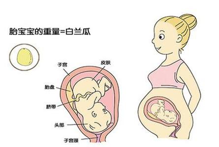 32周胎儿发育标准 胎儿发育过程图 不利于胎儿发育的5大行为孕妈切不可做！