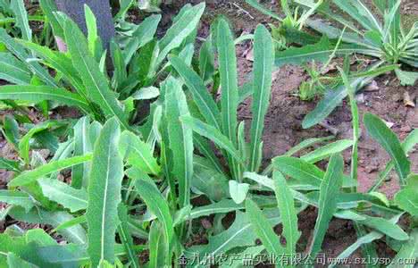 抗癌野菜 转载 随处可挖的野菜(抗癌大王)!