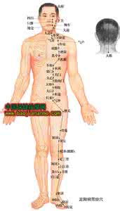 胃经经络图 图文 胃经经穴位图文 1