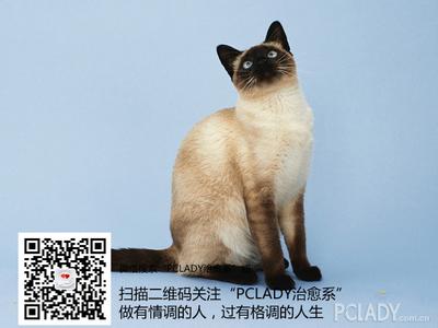 猫咪肝脏不好有啥症状 怎么改善猫咪毛质有啥方法