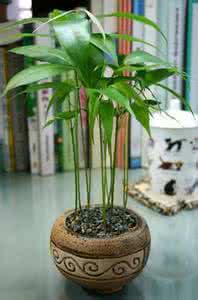 荔枝种子做小盆栽 【DIY】荔枝种子做小盆栽