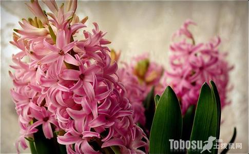 风信子开花后怎么繁殖 风信子怎么繁殖 风信子开花后怎么处理