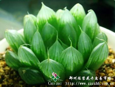 多肉植物新手养护指南 多肉植物新手种植指南