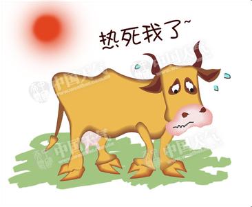 立秋晚热死牛