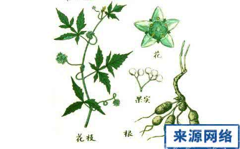 白敛的功效与作用 白蔹的功效与作用