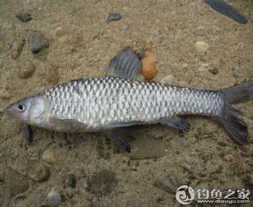 四海钓鱼饵料配方 南阳钓鱼网 四海钓鱼野钓鲫鱼-夏天野钓鲫鱼饵料怎么配? - 技术讨论 - 南阳钓鱼网论坛 - Powe...