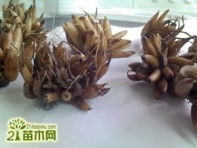 花毛茛纸巾催芽法 花毛茛催发方法(图)