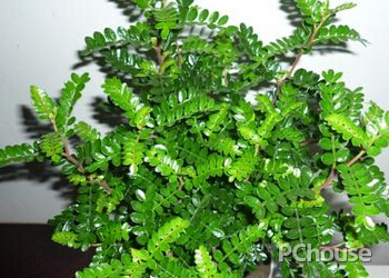 驱蚊草的养殖方法 “驱蚊草”的用途