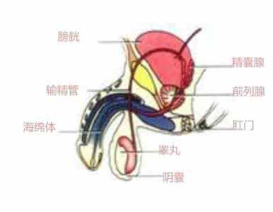 北京精子异常不育治疗 精子异常不育 精道异常引起的不育原因有哪些