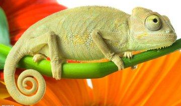 龙是什么科动物？