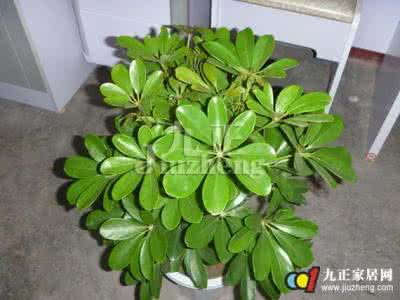 鸭脚木叶子一碰就掉 鸭脚木掉叶子