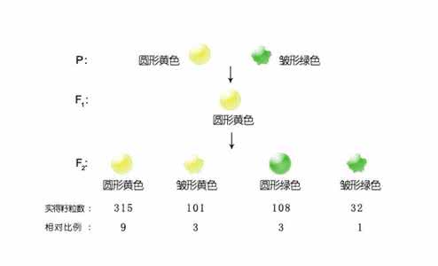 《孟德尔定律》：《孟德尔定律》-1、基本信息，《孟德尔定律》-2、学习者分析_孟德尔定律